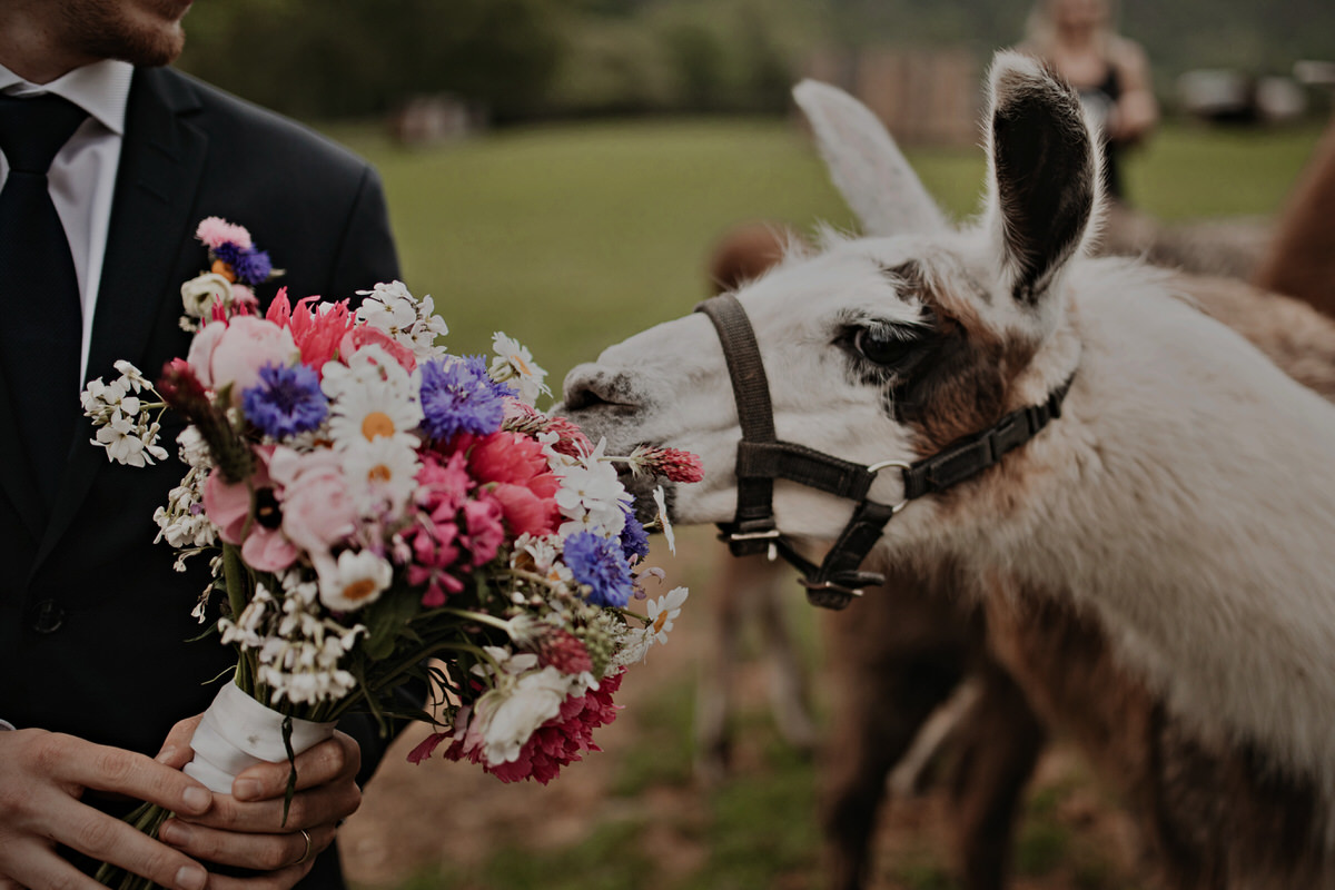 92_resort-chobot-wedding-photographer-monika-chano A llama wants to eat a wedding bouquet during a newlywed photo shoot.
