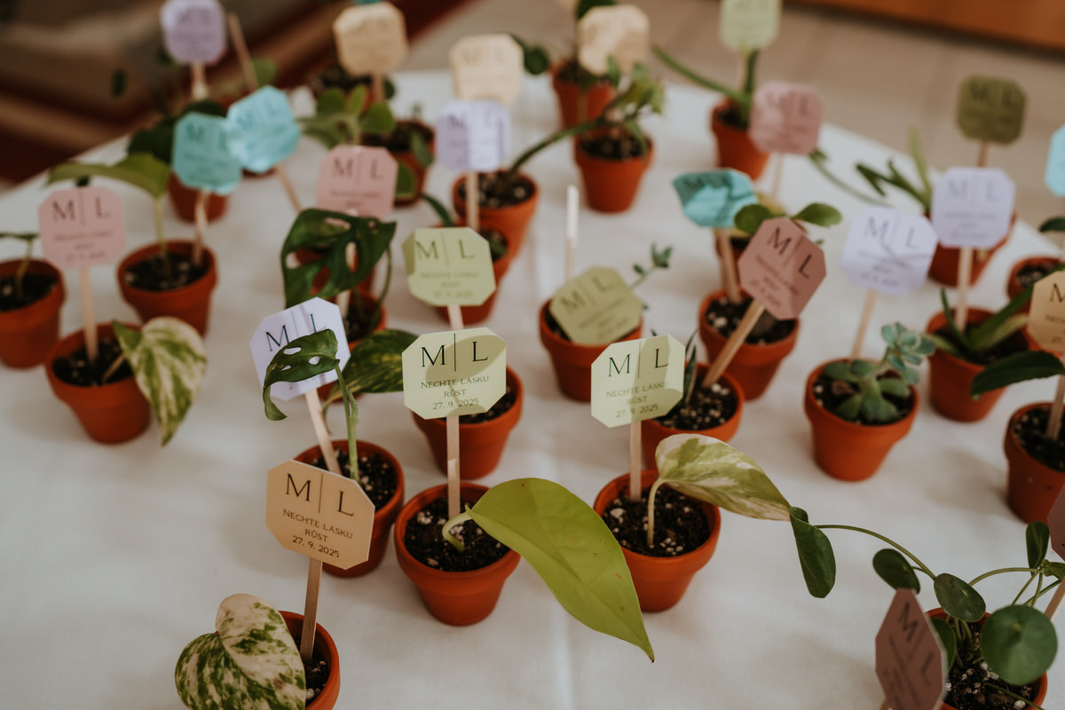 Gifts for wedding guests in the form of small flower pots with plants.