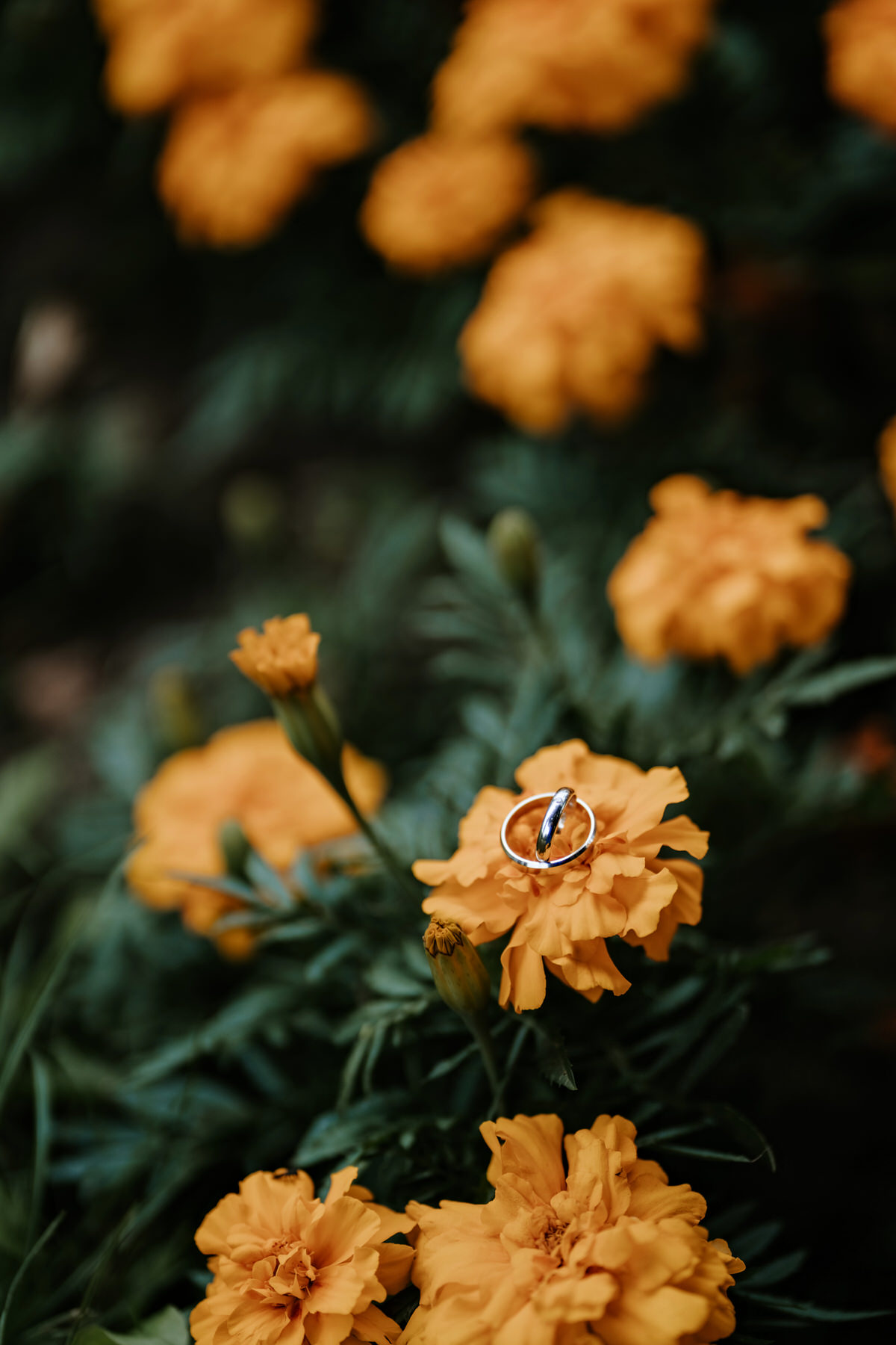Creative shot of wedding rings.